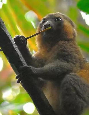 Bambumakri Ranomafanan kansallispuistossa Madagaskarissa
