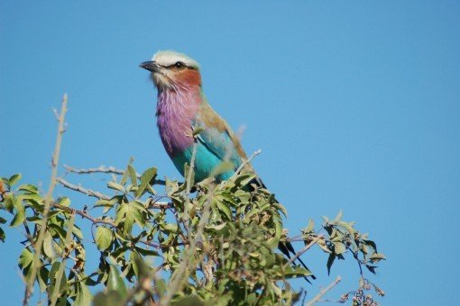 Näe sininärhi Choben kansallispuistossa