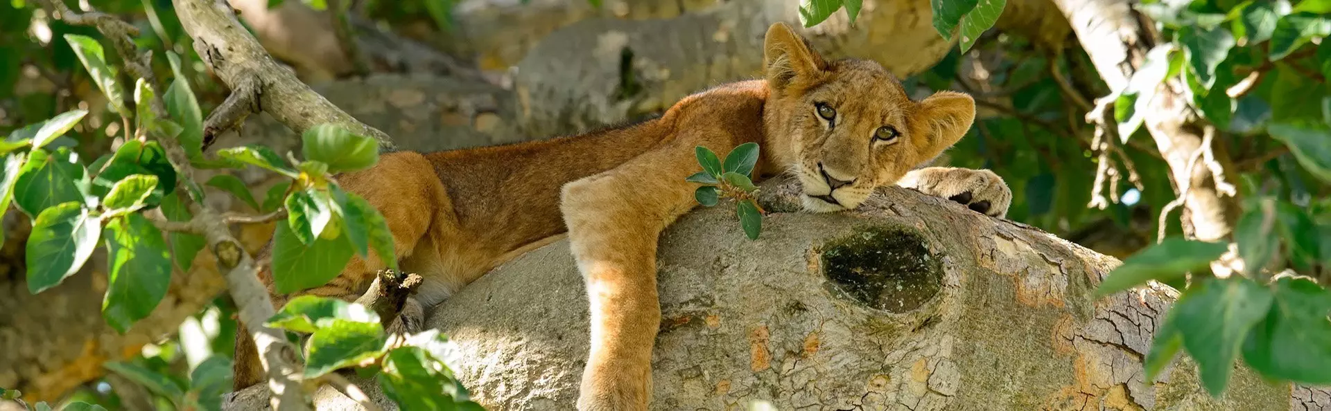 Leijonanpentu puussa Ugandassa
