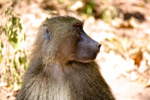 Paviaaneja Manyara-järven kansallispuistossa