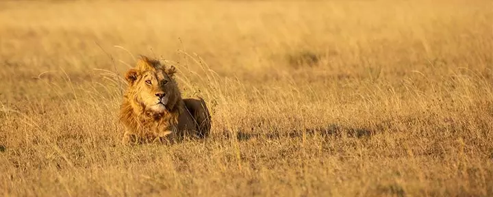 Leijona Serengetissä