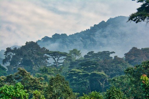 Bwindi Impenetrable Forest -kansallispuisto