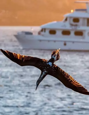 Een vogel duikt naar de zee voor een boot op de Galapagoseilanden
