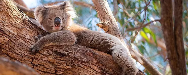 Koala lepää Australiassa