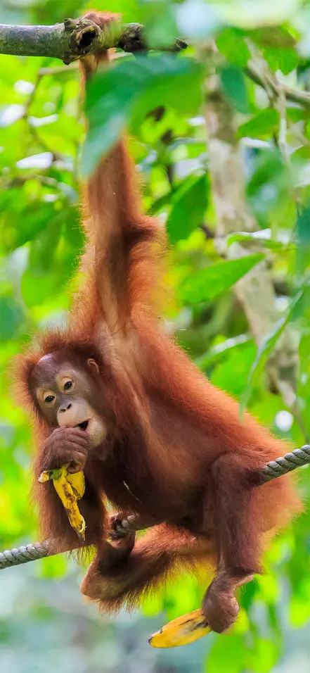 Orangutang roikkuu puussa Sumatran metsissä Indonesiassa.