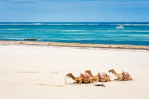 Dromedaareja rannalla Mombasassa