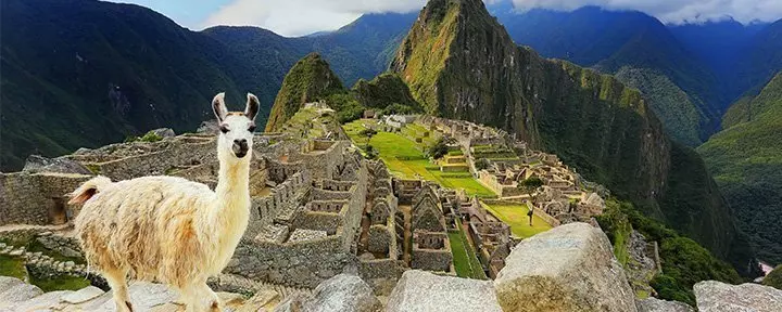 Laama seisomassa Machu Picchun näköalapaikalla Perussa