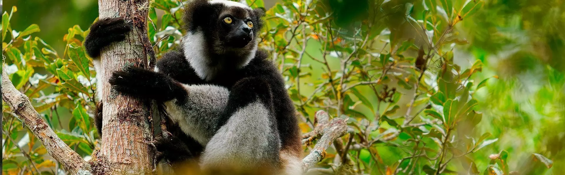 Indri-lemur Andasibe-Mantadian kansallispuistossa Madagaskarissa.