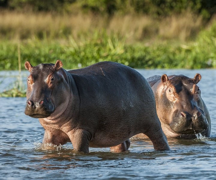 Afrikan 5 parasta safarikohdetta