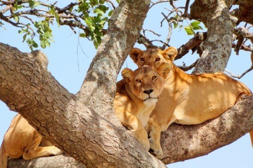 Näe puuhun kiipeävät leijonat Manyara-järven kansallispuistossa